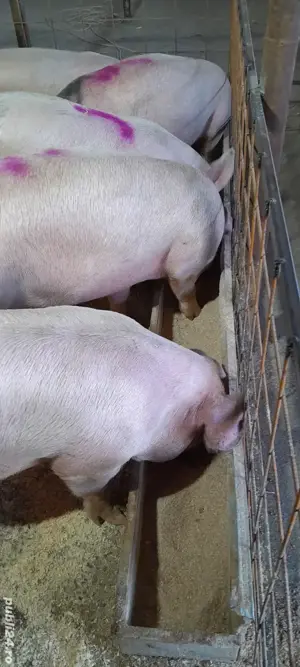 de vanzare porci de carne  - imagine 5