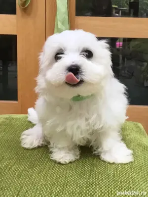 bichon maltez alb 2 luni