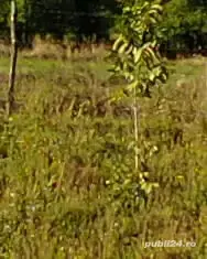 teren intravilan - imagine 2