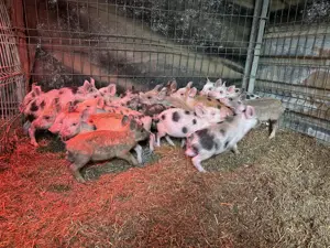 Vând purcei , vârsta  9 saptamaini