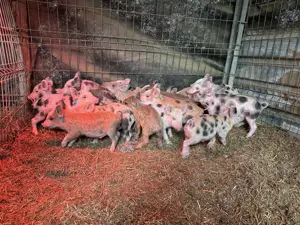 Vând purcei , vârsta  9 saptamaini - imagine 2