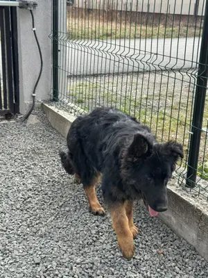 Vand femela ciobanesc german păr lung - imagine 3