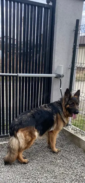 Vand femela ciobanesc german păr lung - imagine 5