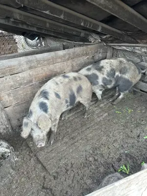 2 porci de vanzare