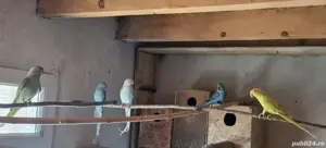 Papagali Cantatori, Agaponis fisheri si personata , Rossela, Micul Alexandru, Nimfe  - imagine 2