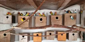 Papagali Cantatori, Agaponis fisheri si personata , Rossela, Micul Alexandru, Nimfe  - imagine 3