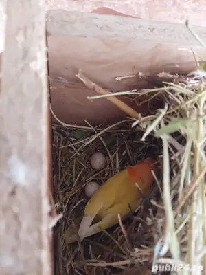 Papagali Cantatori, Agaponis fisheri si personata , Rossela, Micul Alexandru, Nimfe  - imagine 5