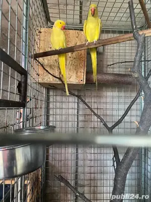 Papagali Cantatori, Agaponis fisheri si personata , Rossela, Micul Alexandru, Nimfe  - imagine 4