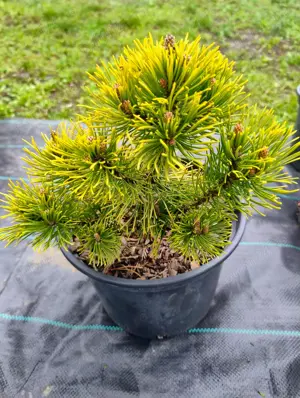 Conifere gradina pin, molid