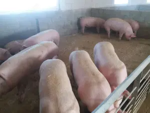 Vand porci diferite mărimi