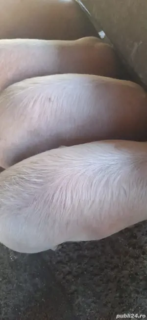 Vand porci pentru sacrificat 