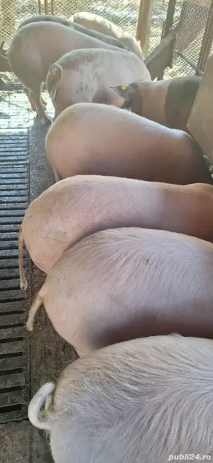 Vand porci pentru sacrificat  - imagine 2