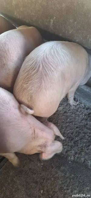 Vand porci pentru sacrificat  - imagine 3