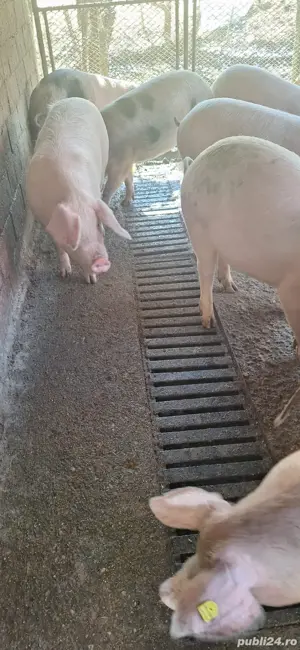 Vand porci pentru sacrificat  - imagine 4