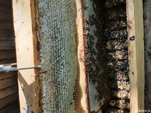 Miere naturală polifloră, de salcâm, păducel etc, engros