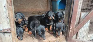 Teckel cu pete de foc - imagine 2