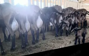 Vând -.Schimb -ieduți- ieduțe  - imagine 3