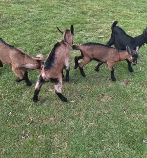 Vând -.Schimb -ieduți- ieduțe  - imagine 5