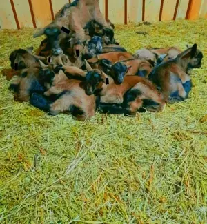 Vând -.Schimb -ieduți- ieduțe  - imagine 4