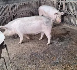 Vând  porc - imagine 2