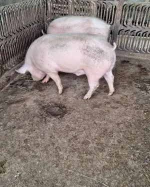 Vând  porc - imagine 3