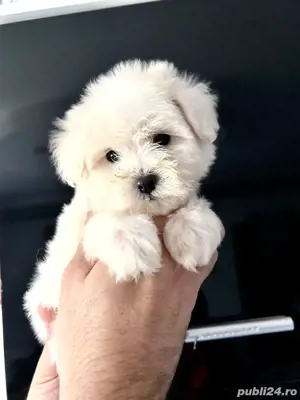 bichonel maltesse alb pufosenie