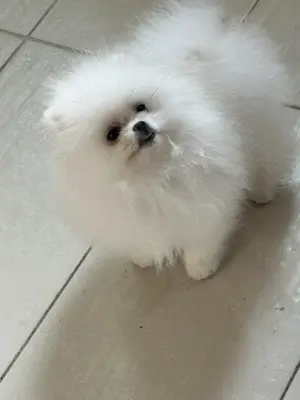 Pui Pomeranian  BOO-CANISA