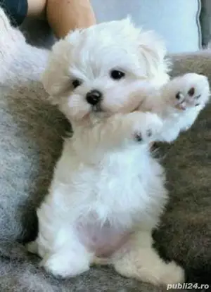 bichon maltez alb minii toy