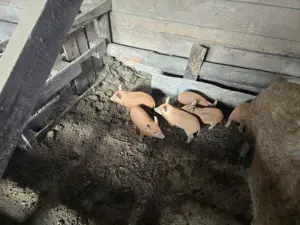 Porci mangalița de vânzare - imagine 4