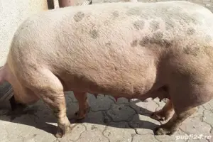 porc de vanzare  - imagine 2