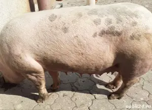 porc de vanzare  - imagine 3
