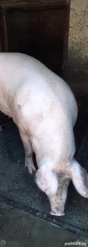 porc de vanzare  - imagine 4