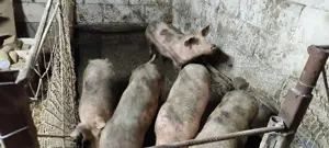 Purcei de vânzare Zau de Câmpie  - imagine 2