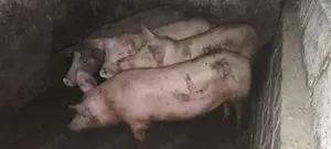 Purcei de vânzare Zau de Câmpie  - imagine 3