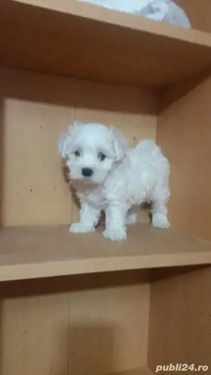Catei Bichon Pasaport Bishon Maltez Bison - imagine 3