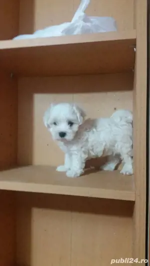 Catei Bichon Pasaport Bishon Maltez Bison - imagine 5