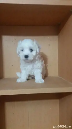 Catei Bichon Pasaport Bishon Maltez Bison - imagine 2