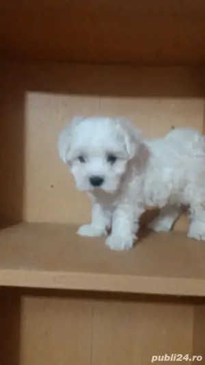 Bichon Pasaport Bishon Maltez Bison