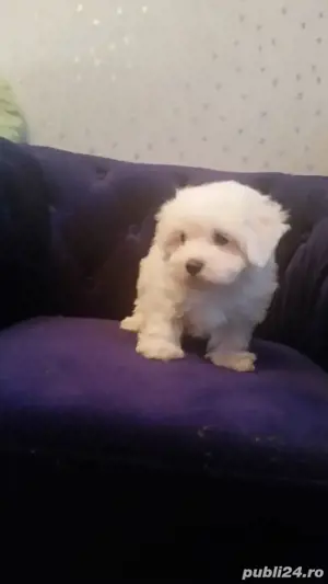 Bichon Maltez Pasaport Bishon Bison  - imagine 4