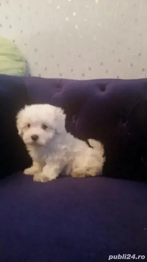 Bichon Maltez Pasaport Bishon Bison  - imagine 5