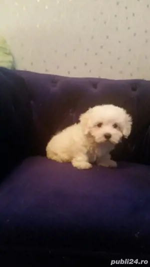 Bichon Maltez Pasaport Bishon Bison  - imagine 3
