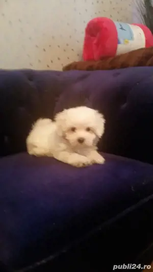 Bichon Maltez Pasaport Bishon Bison  - imagine 2
