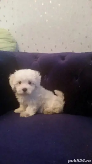 Bichon Maltez Pasaport Bishon Bison