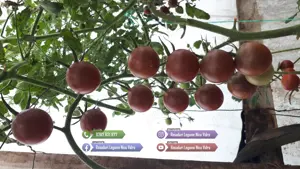 Vand Rasad | Rasaduri Rosii Cherry si Diverse Specialitati 2026 - imagine 5