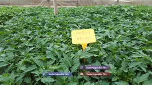 Vand Rasad | Rasaduri Rosii Cherry si Diverse Specialitati 2026 - imagine 4