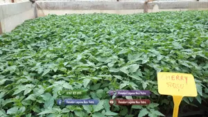 Vand Rasad | Rasaduri Rosii Cherry si Diverse Specialitati 2026 - imagine 2