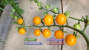 Vand Rasad | Rasaduri Rosii Cherry si Diverse Specialitati 2026 - imagine 6