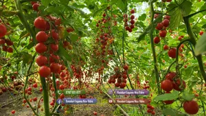 Vand Rasad | Rasaduri Rosii Cherry si Diverse Specialitati 2026 - imagine 8