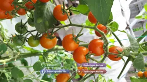 Vand Rasad | Rasaduri Rosii Cherry si Diverse Specialitati 2026 - imagine 7