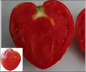 Tomata de tip inima de bou Andrada- 50seminte